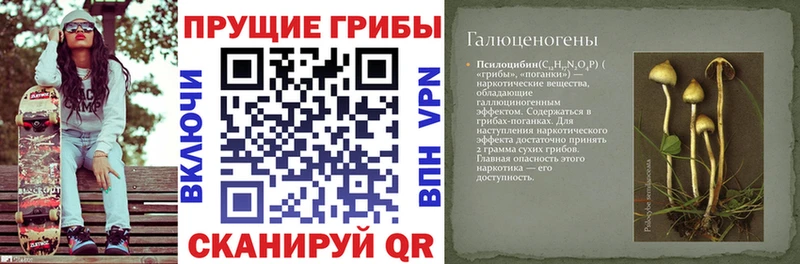 hydra tor  Топки  Псилоцибиновые грибы Psilocybine cubensis 